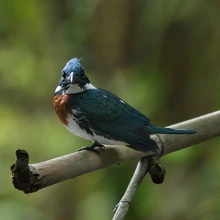 Exitosa Jornada de Avistamiento de Aves muestra la riqueza del Bosque Urbano Multicentro y Celebra el Liderazgo de Colombia en el Global Big Day