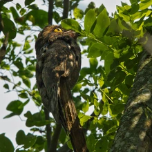 Exitosa Jornada de Avistamiento de Aves muestra la riqueza del Bosque Urbano Multicentro y Celebra el Liderazgo de Colombia en el Global Big Day