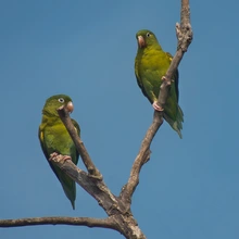 Exitosa Jornada de Avistamiento de Aves muestra la riqueza del Bosque Urbano Multicentro y Celebra el Liderazgo de Colombia en el Global Big Day