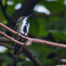 Exitosa Jornada de Avistamiento de Aves muestra la riqueza del Bosque Urbano Multicentro y Celebra el Liderazgo de Colombia en el Global Big Day