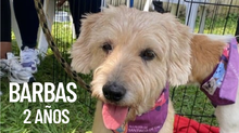 Adopta, dona y transforma vidas el 8 de junio en el Parque de El Ingenio: ‘Estoy listo para irme a casa’