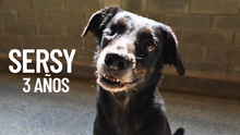 Adopta, dona y transforma vidas el 8 de junio en el Parque de El Ingenio: ‘Estoy listo para irme a casa’