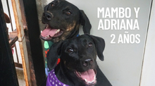 Adopta, dona y transforma vidas el 8 de junio en el Parque de El Ingenio: ‘Estoy listo para irme a casa’