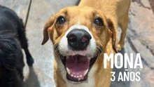 Adopta, dona y transforma vidas el 8 de junio en el Parque de El Ingenio: ‘Estoy listo para irme a casa’