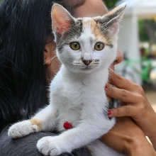 ‘Consentida’, una perrita abandonada que encontró hogar gracias a la jornada de adopción organizada el domingo por la Alcaldía de Cali
