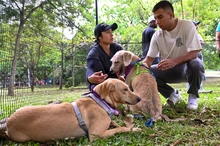 ‘Consentida’, una perrita abandonada que encontró hogar gracias a la jornada de adopción organizada el domingo por la Alcaldía de Cali