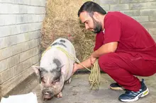 ¡Atención! Si tienes Sisbén A o B, tu animal de compañía puede recibir atención veterinaria gratuita en el Centro de Bienestar Animal de Cali