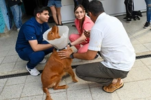 El maltrato animal no tiene justificación y es castigado con todo el peso de la ley