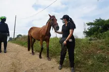 Cali se une al ‘Metropolis Solutions Lab’: compromiso global por el bienestar animal
