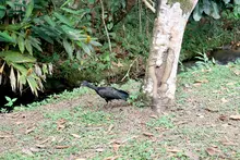 27 animales recuperados en el Hogar de Paso del Dagma retornaron a sus hábitats naturales