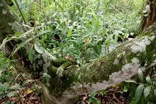 27 animales recuperados en el Hogar de Paso del Dagma retornaron a sus hábitats naturales