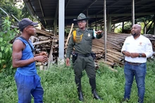 Policía Ambiental realiza aprehensión de seis metros cúbicos de  madera en el sur de Cali