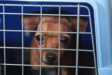 Alcaldía de Cali fortalece la protección animal con enfoque social: ‘peluditos’ de habitantes de calle reciben atención y cuidado
