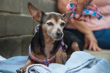 Alcaldía de Cali fortalece la protección animal con enfoque social: ‘peluditos’ de habitantes de calle reciben atención y cuidado
