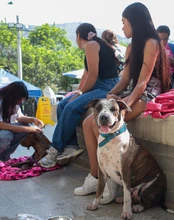 ¡No los devuelvas! Llamado urgente a la tenencia responsable de  animales en Cali