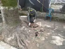 Autoridades investigan posible envenenamiento de 21 aves rapaces