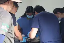 Autoridades investigan posible envenenamiento de 21 aves rapaces