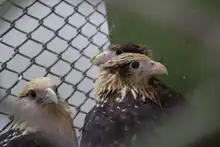 Autoridades investigan posible envenenamiento de 21 aves rapaces