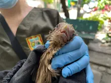 48 horas de trabajo ininterrumpido del Dagma para recuperar aves afectadas en el sur de Cali: investigan presunto envenenamiento