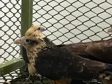 48 horas de trabajo ininterrumpido del Dagma para recuperar aves afectadas en el sur de Cali: investigan presunto envenenamiento