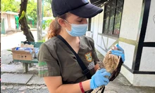 48 horas de trabajo ininterrumpido del Dagma para recuperar aves afectadas en el sur de Cali: investigan presunto envenenamiento