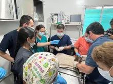 48 horas de trabajo ininterrumpido del Dagma para recuperar aves afectadas en el sur de Cali: investigan presunto envenenamiento
