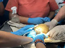 48 horas de trabajo ininterrumpido del Dagma para recuperar aves afectadas en el sur de Cali: investigan presunto envenenamiento