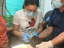 48 horas de trabajo ininterrumpido del Dagma para recuperar aves afectadas en el sur de Cali: investigan presunto envenenamiento