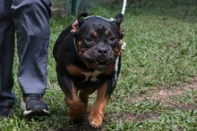 ¡Rompe paradigmas y adopta perros de manejo especial!: una segunda oportunidad para todos