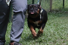 ¡Rompe paradigmas y adopta perros de manejo especial!: una segunda oportunidad para todos