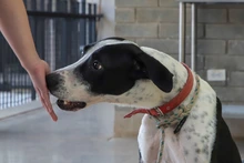 ¡Rompe paradigmas y adopta perros de manejo especial!: una segunda oportunidad para todos