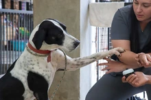 ¡Rompe paradigmas y adopta perros de manejo especial!: una segunda oportunidad para todos