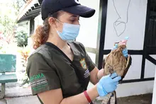 Dagma anuncia liberación de cinco piguas en el Parque de la  Biodiversidad