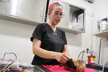 Con terapias alternativas mejoramos la calidad de vida de los animales atendidos en el Hogar de Paso del Dagma