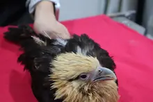 Con terapias alternativas mejoramos la calidad de vida de los animales atendidos en el Hogar de Paso del Dagma