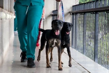 Alcaldía de Cali promueve formación práctica para futuros cuidadores de animales en convenio con instituciones educativas