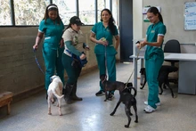 Alcaldía de Cali promueve formación práctica para futuros cuidadores de animales en convenio con instituciones educativas