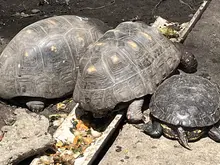  80 tortugas recuperadas en el Hogar de Paso del Dagma regresarán a su hábitat en Cartagena 