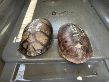  80 tortugas recuperadas en el Hogar de Paso del Dagma regresarán a su hábitat en Cartagena 