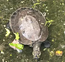 80 tortugas recuperadas en el Hogar de Paso del Dagma regresarán a su hábitat en Cartagena