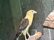 Piguas recuperadas de intoxicación serán liberadas el 16 de julio en el Parque de la Babilla