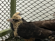 Cali recupera, libera y protege a sus animales silvestres: cuatro piguas regresaron a su hábitat natural