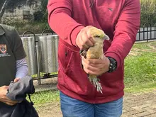 Cali recupera, libera y protege a sus animales silvestres: cuatro piguas regresaron a su hábitat natural