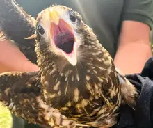 Cali recupera, libera y protege a sus animales silvestres: cuatro piguas regresaron a su hábitat natural