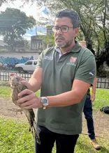 Cali recupera, libera y protege a sus animales silvestres: cuatro piguas regresaron a su hábitat natural