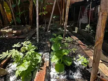 A Cali le cumplimos con seguridad alimentaria: el sabor de la esperanza se ‘cocina’ con amor desde el barrio Andrés Sanín