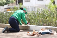 ¡Cali se pone ‘titina’ para su cumpleaños! Inició limpieza de  parques con jornada en El Templete