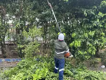 Con el programa ‘Distrito + Verde’, Cali conmemora 489 años en sus barrios