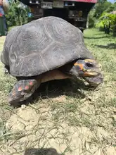 En Cartagena liberaron 87 tortugas recuperadas en el Hogar de Paso del Dagma