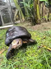 En Cartagena liberaron 87 tortugas recuperadas en el Hogar de Paso del Dagma